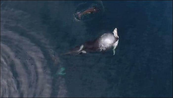 It&#039;s snack time! Drone footage of two killer whales ripping apart baby sharks captured