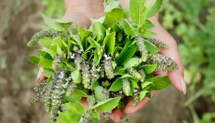 Things to keep in mind while planting Tulsi at home!