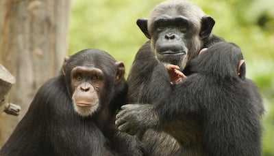 Chimpanzees are 'indifferent' when it comes to helping peers