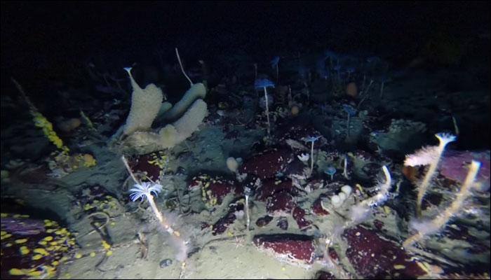 Sea stars, sea spiders and more: Scientists unearth a whole new world on the Antarctic sea bed!