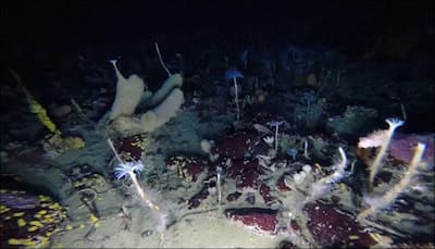 Sea stars, sea spiders and more: Scientists unearth a whole new world on the Antarctic sea bed!