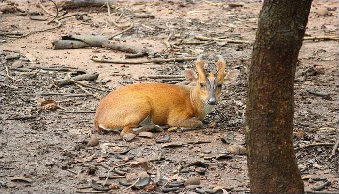 Centuries later, Delhi forest witnesses entry of a wild barking deer!