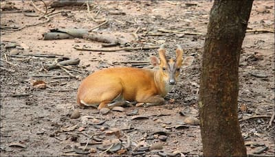 Centuries later, Delhi forest witnesses entry of a wild barking deer!