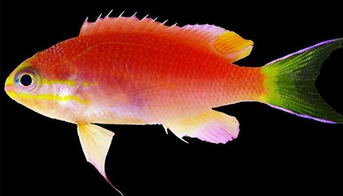 Meet &#039;Tosanoides Obama&#039;, a new coral-reef fish named after reigning US President