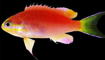 Meet 'Tosanoides Obama', a new coral-reef fish named after reigning US President