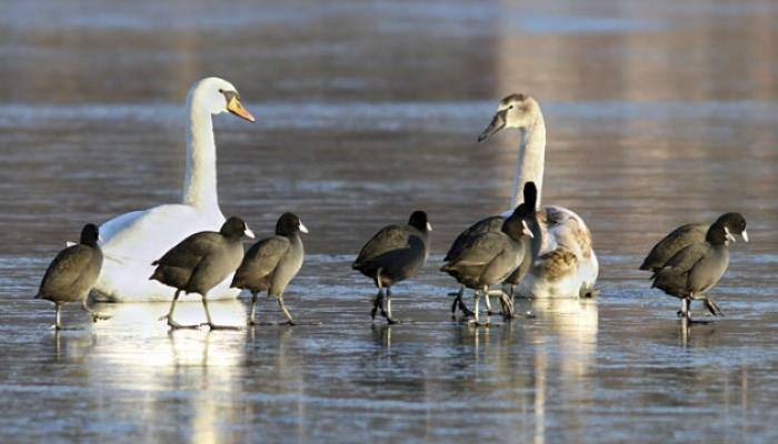 Bangladesh rescues over 300 birds of rare, endangered species