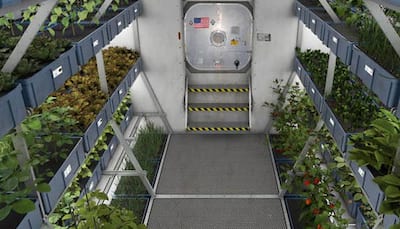 Plants sense gravity, Space cucumbers reveal how!