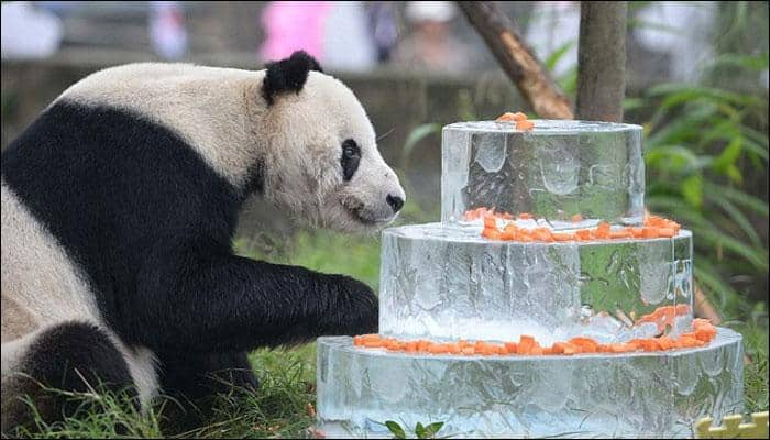 Pan Pan, world&#039;s oldest male panda passes away at 31 in China