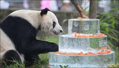 Pan Pan, world's oldest male panda passes away at 31 in China