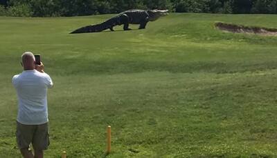 Chubbs, the giant alligator makes a comeback; spotted at Golf Course