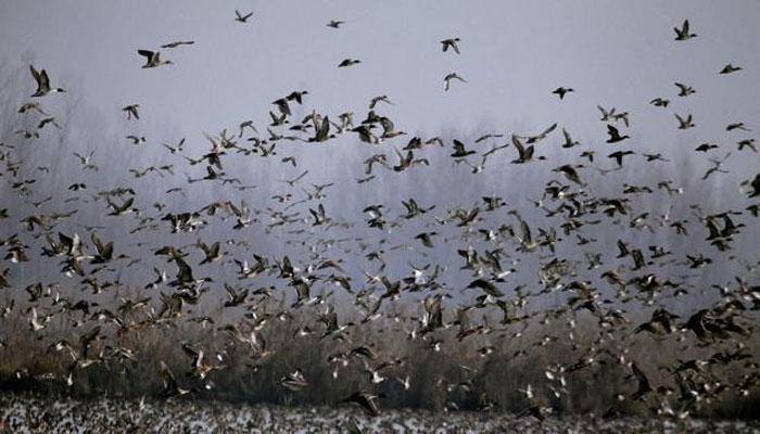 Global warming compelling birds into early migration, research reveals
