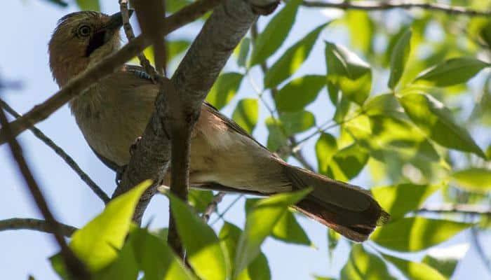 Is climate change causing bird&#039;s wing length to grow? Scientists say &#039;Yes&#039;