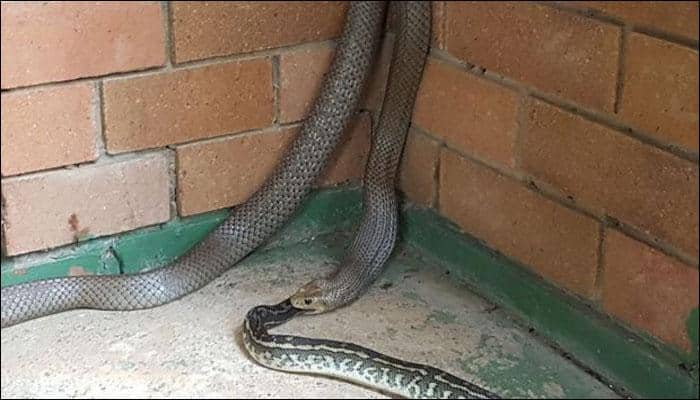 Serpentine twist: Brown snake captured feasting on a carpet python!
