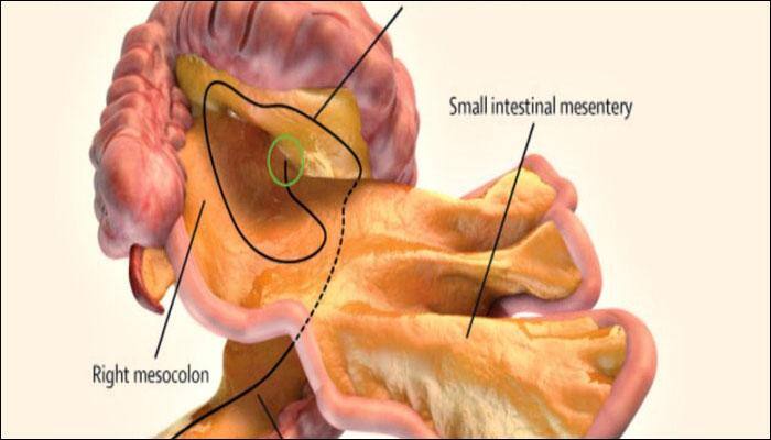 Meet 'mesentery' – The newly discovered 79th organ hiding in your body!