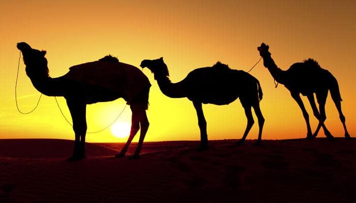 Head to Rajasthan to witness the beauty of the Camel Festival