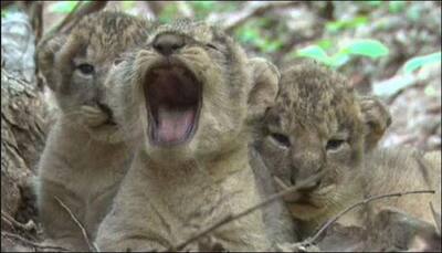 Two-month-old Asiatic lion cub reunited with family near Gir forest
