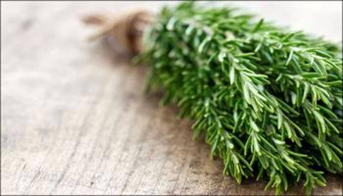 This is how Rosemary can do wonders to your health 