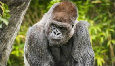 Bebac, Cleveland Zoo's beloved gorilla, passes away at 32