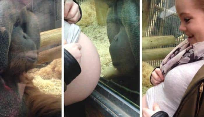 Orangutan becomes emotional when pregnant woman shows him her baby bump – Watch incredible video