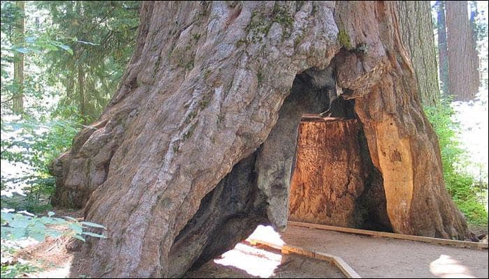 After 1000 years of standing tall, one of world&#039;s oldest trees felled by storm - Twitter pays tribute!