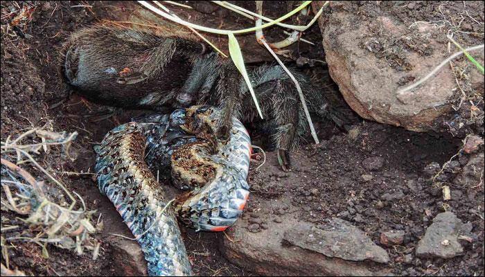 Gigantic tarantula spotted devouring a snake for the first time in the wild!