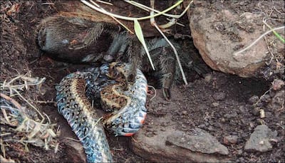 Gigantic tarantula spotted devouring a snake for the first time in the wild!