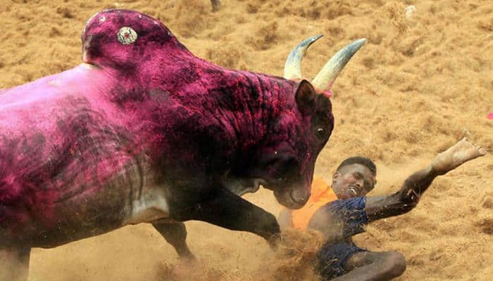 Jallikattu will happen in Tamil Nadu this year, we won&#039;t step back: CM Paneerselvam