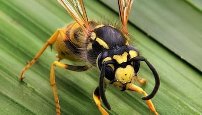 Scientists discover new wasp species in Western Ghats