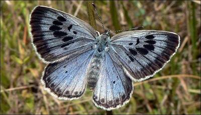 British man indicted for capturing and killing UK's rarest butterfly