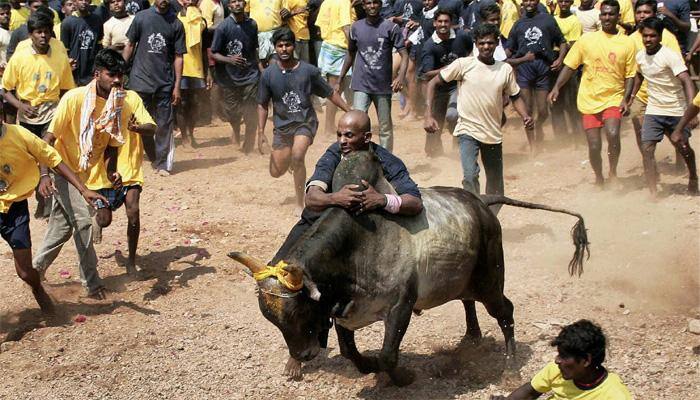 Supreme Court rejects plea for judgement on Jallikattu before Pongal