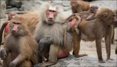 Hearing voices: Baboon calls contain evidence of origins of human language, say scientists!