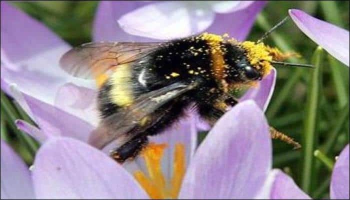 Bumblebee population declining; US adds species to endangered list for the first time 