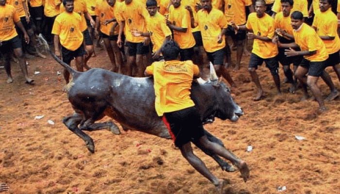 Protests intensify across Tamil Nadu against Jallikattu ban