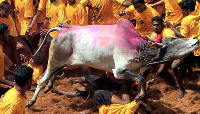 Jallikattu supporters taken into custody for allegedly trying to defy SC ban