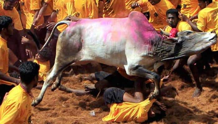 Jallikattu row: Pass judgement after proper analysis, Tamil Nadu locals urge Supreme Court