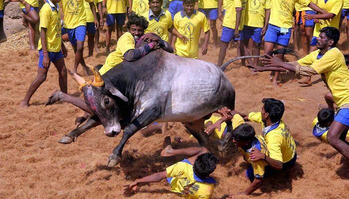 Massive protest in favour of Jallikattu in Madurai