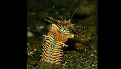 This is how a bobbit worm captures its prey and it's not a pretty sight!