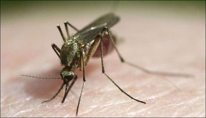 Cattle shed sanitization on priority for malaria prevention in India