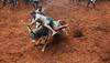 Jallikattu: Massive protest held across Tamil Nadu, over 200 people detained in Alanganallur
