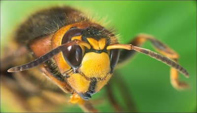 Bees, wasp stings pose greater threat than snake and spider bites!