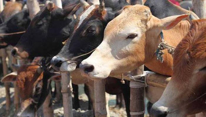 Now Rajasthan minister shares his piece of wisdom on cow — Here's what he said