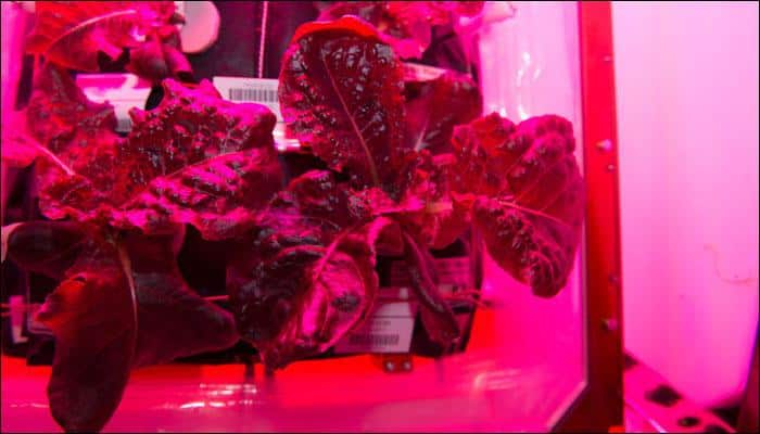 Meet the ISS crew and grow plants in zero gravity through NASA&#039;s new gaming app!