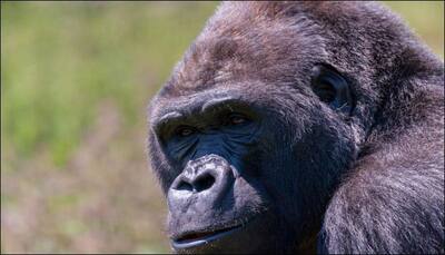 Oldest gorilla in captivity dies in Ohio at 60