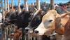 Change in diet may reduce cow methane release: Study