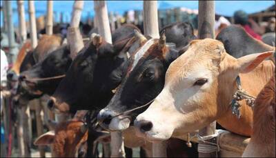 Change in diet may reduce cow methane release: Study