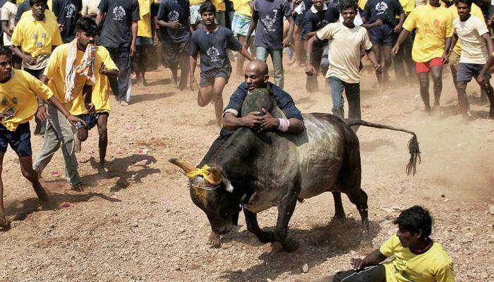 Jallikattu stir intensifies as thousands continue protest at Chennai's Marina Beach; Tamil Nadu CM to meet PM Modi on Thursday