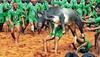 Jallikattu Row
