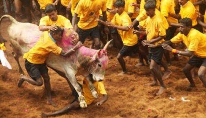 Bill to replace Jallikattu ordinance to be tabled this evening