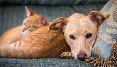 Cats may be as intelligent as dogs: Japanese scientists