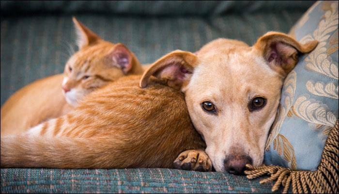 Cats may be as intelligent as dogs – They just choose to keep a low profile